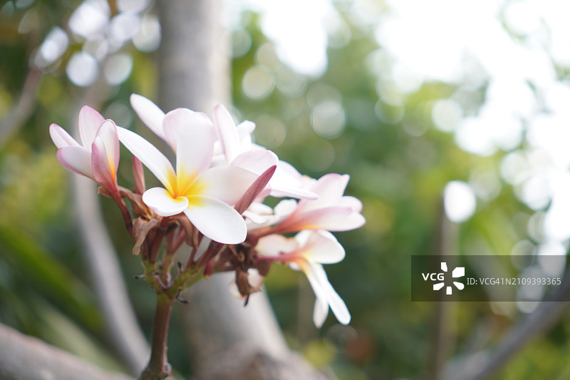 缅栀花，花园中盛开的红色深粉色混合色鸡蛋花图片素材