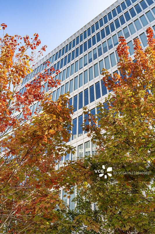 现代办公楼前的秋叶：城市与自然景观中的红绿叶交织图片素材