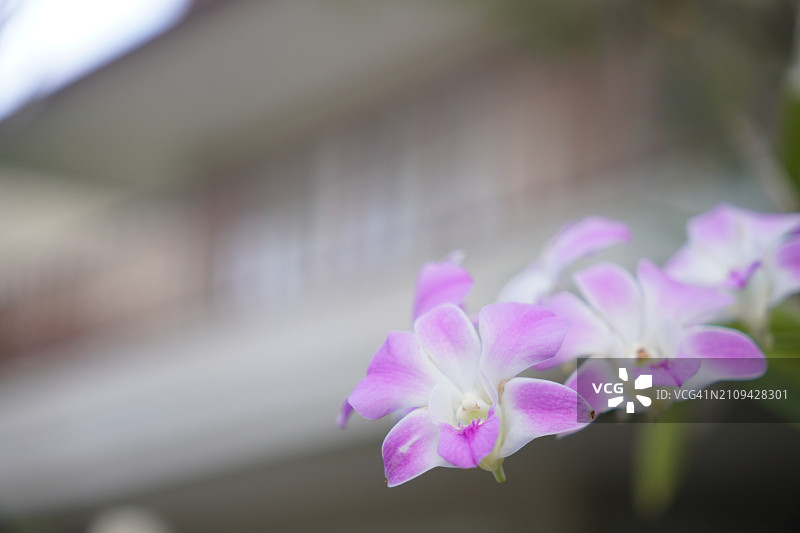 粉色、紫色石斛兰，兰科，蝴蝶石斛美丽的自然模糊背景花束图片素材