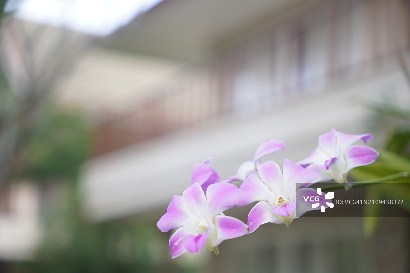 粉色、紫色石斛兰，兰科，蝴蝶石斛美丽的自然模糊背景花束图片素材