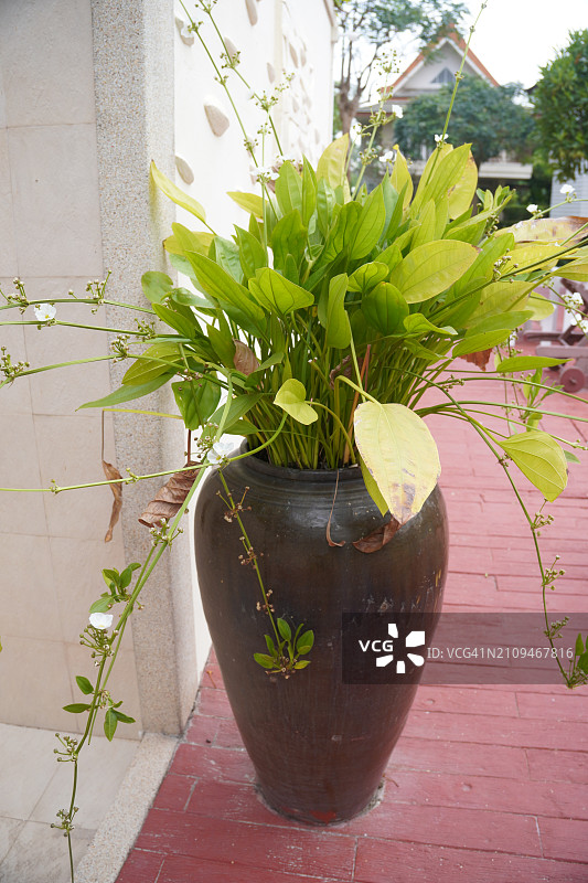 心叶泽泻白花图片素材