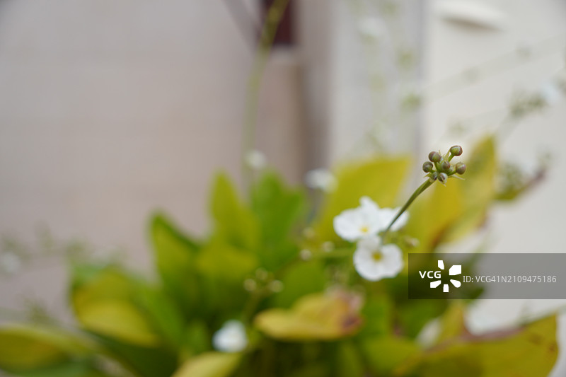 心叶泽泻白花图片素材
