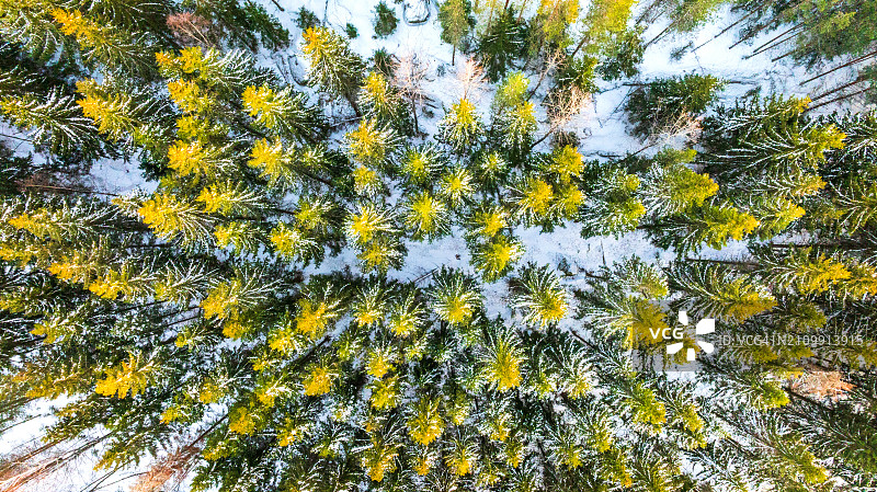 航拍视角：森林和雪景图片素材