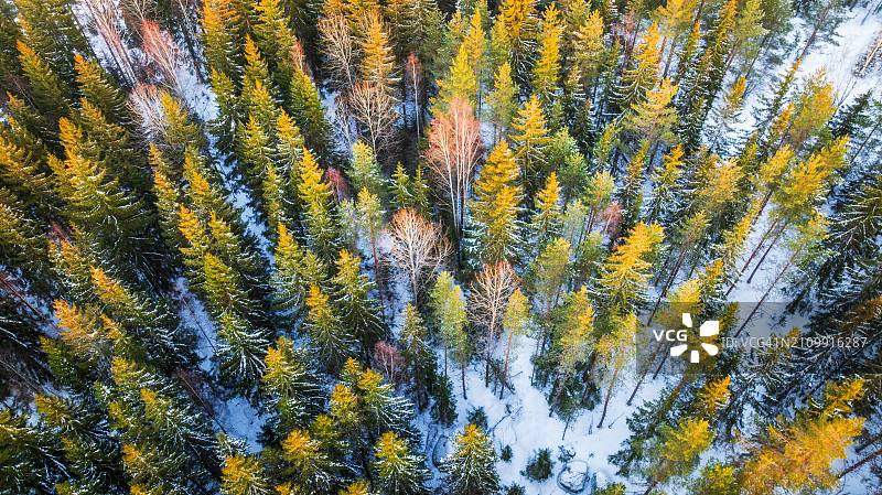 冬季森林中的树木航拍图片素材