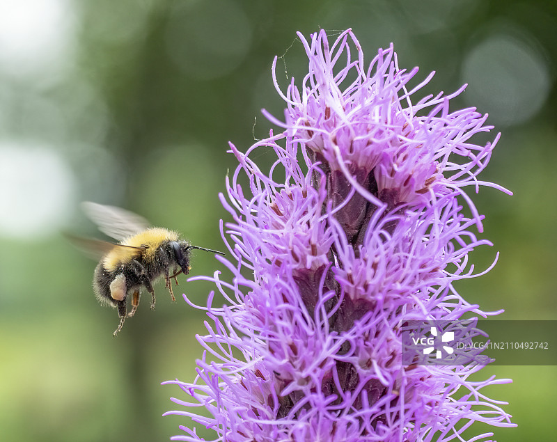 授粉的熊蜂图片素材