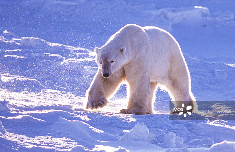 行走在冰冻苔原上的一只野生北极熊图片素材