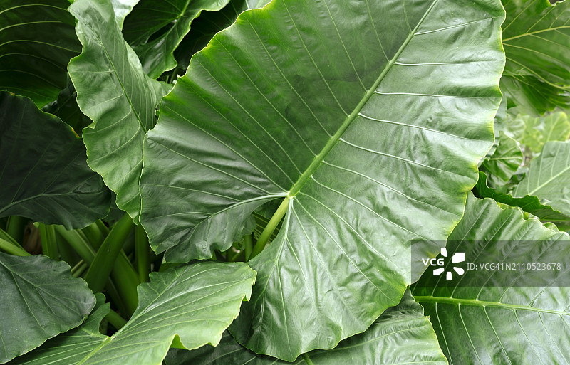 户外生长的大型绿色海芋植物叶子图片素材