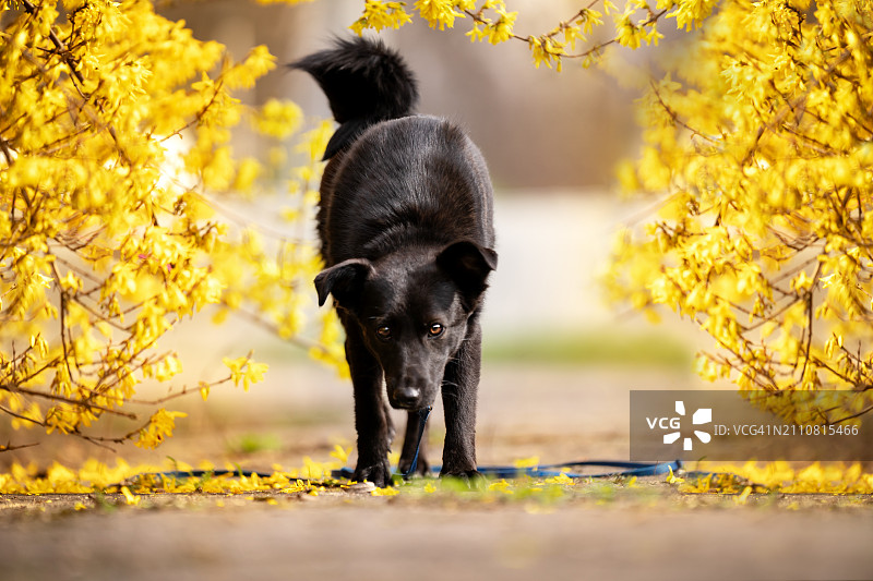 一只黑狗在连翘灌木丛中嗅着图片素材