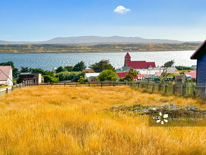 高高的金色未割草，斯坦利港图片素材