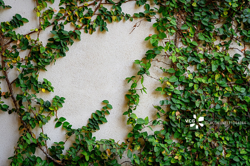 爬满常春藤的墙图片素材
