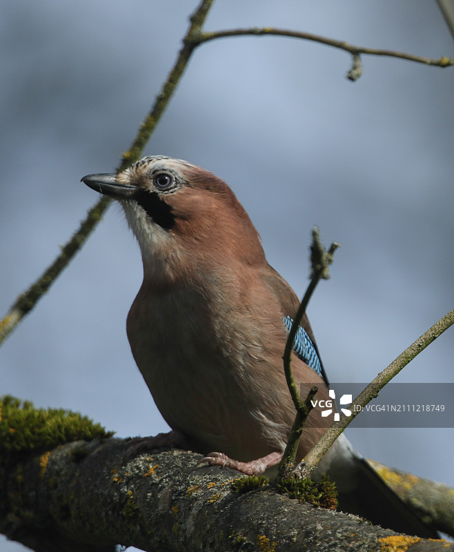松鸦栖息在春天树的树枝上图片素材
