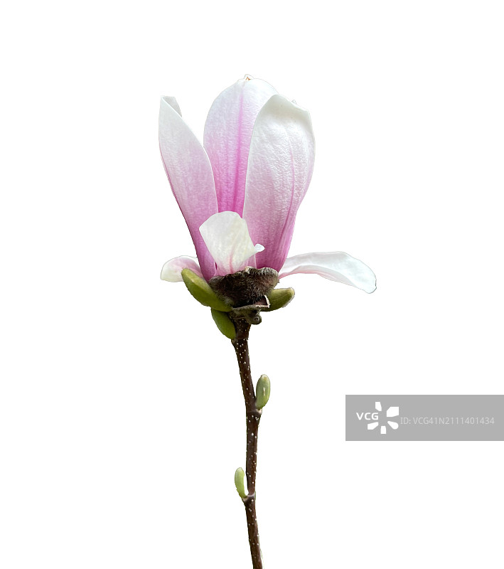 白玉兰图片素材