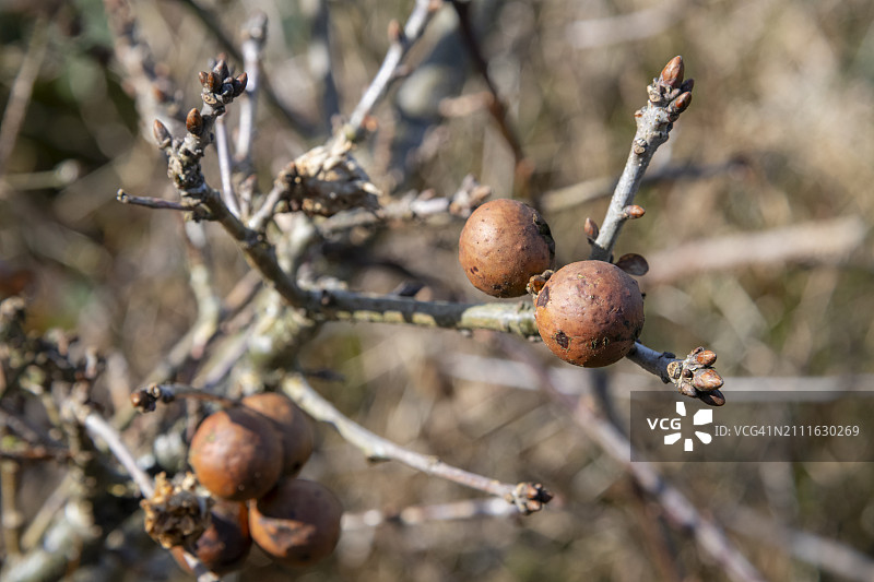 冬末的橡树苹果瘿图片素材