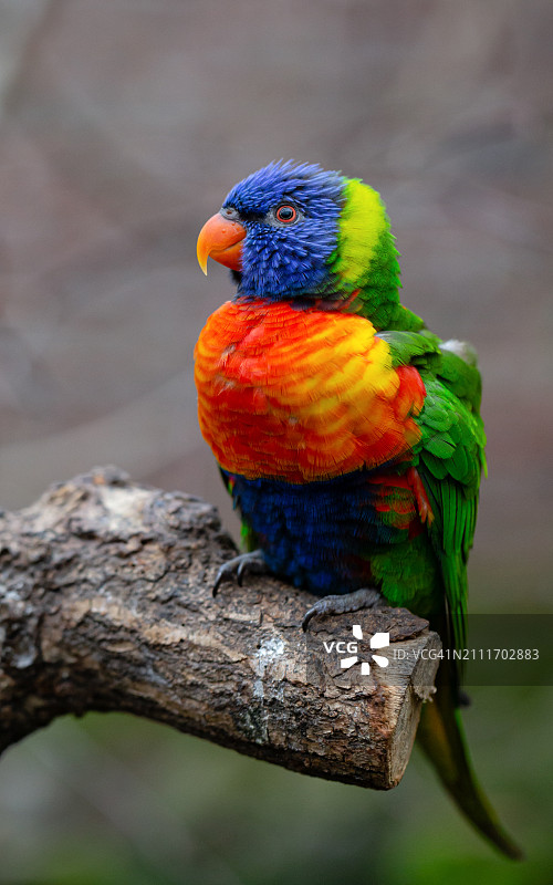 彩虹鹦鹉肖像图片素材