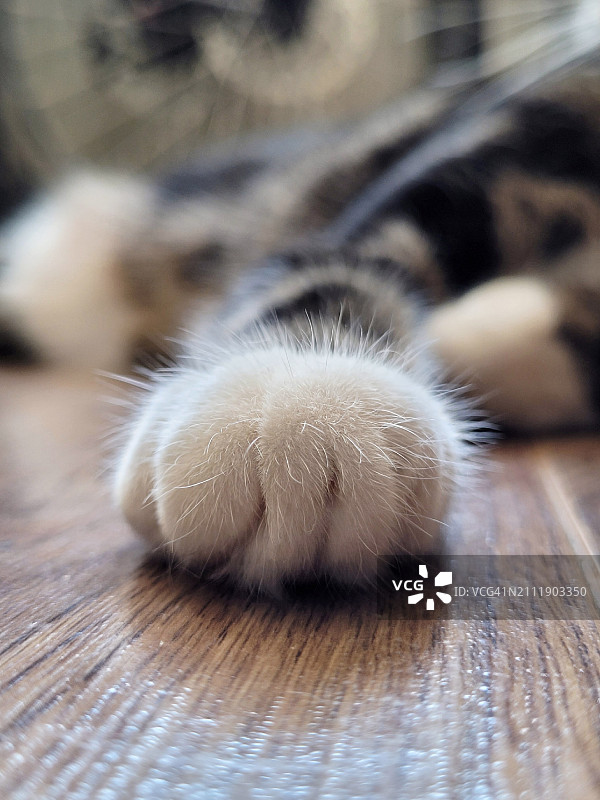 猫咪蓬松的爪子图片素材