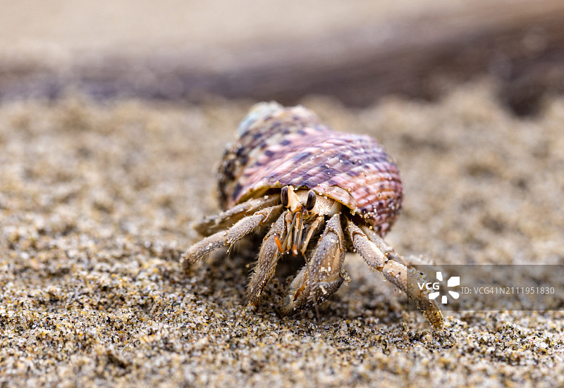 寄居蟹从海滩上的壳中爬出的特写图片素材