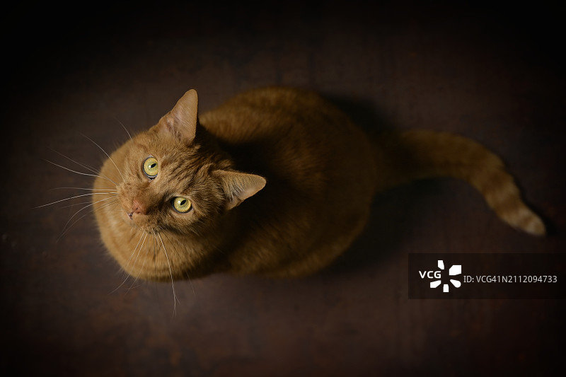 德国坐在地板上的猫俯视图图片素材