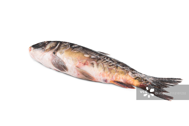 白色背景下的鱼特写图片素材