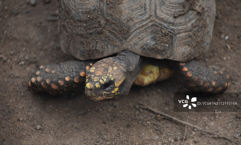 美国田野上的龟壳特写图片素材