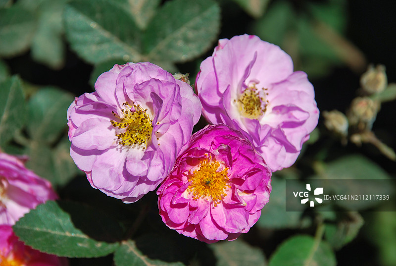 粉色开花植物特写图片素材