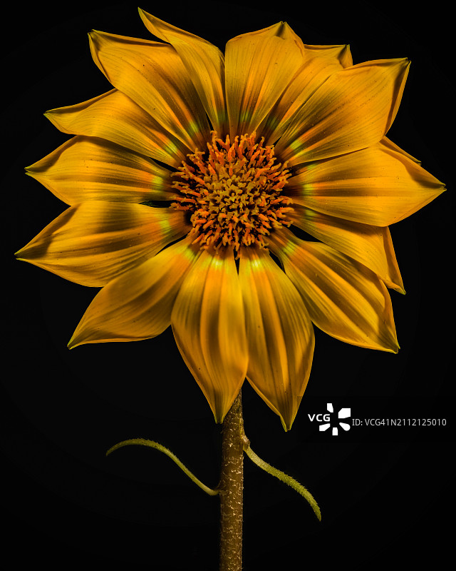 黄色花朵在黑色背景下的特写图片素材