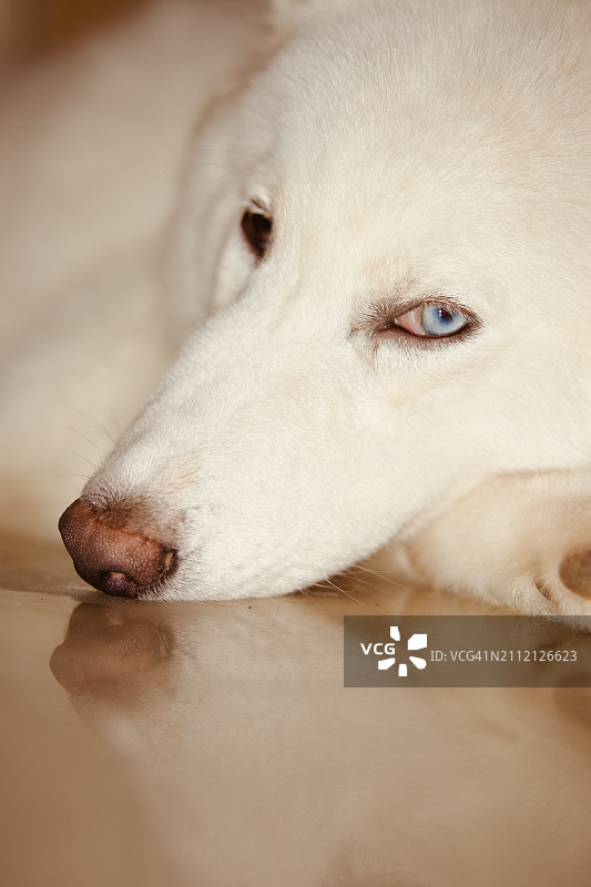 菲律宾西内格罗斯巴科洛德市，雪橇犬躺卧特写图片素材