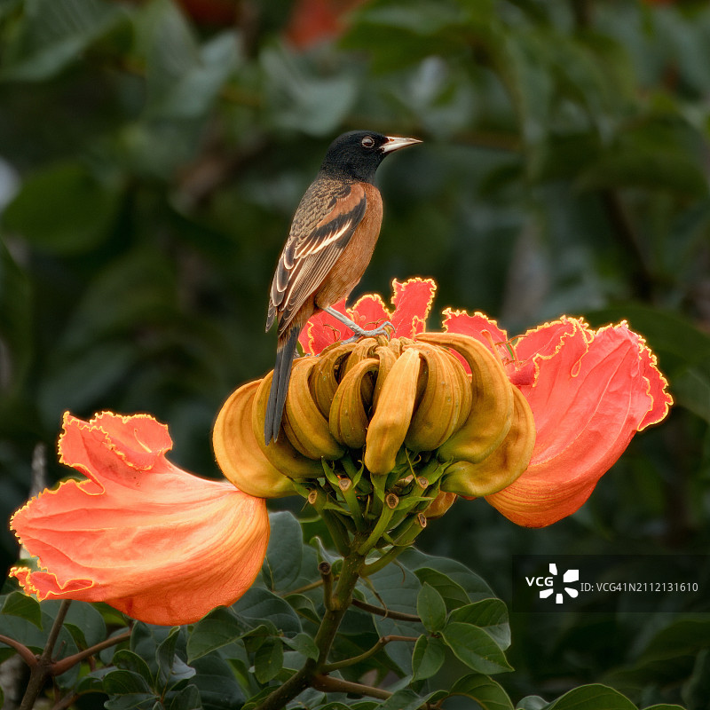 近距离拍摄栖息在花朵上的鸣禽，伯利兹图片素材