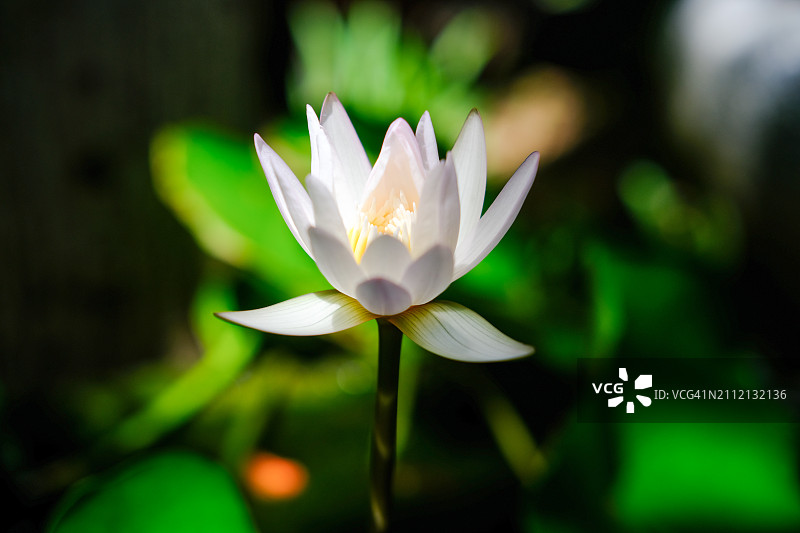 白色睡莲特写图片素材