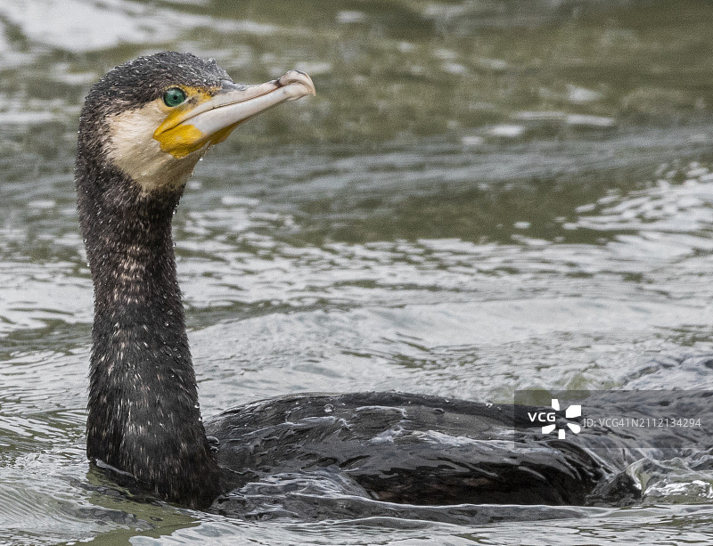 湖中游泳的鸭子特写，扎胡，杜霍克，伊拉克图片素材