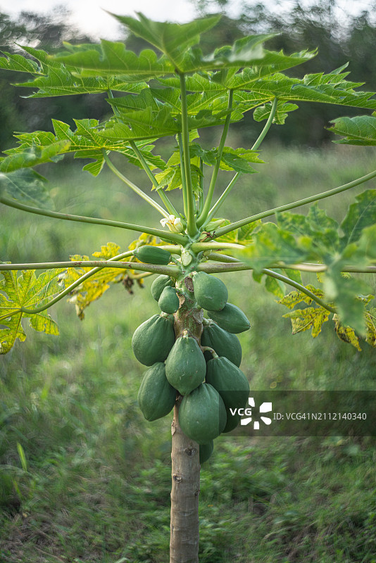 树上生长的水果特写图片素材