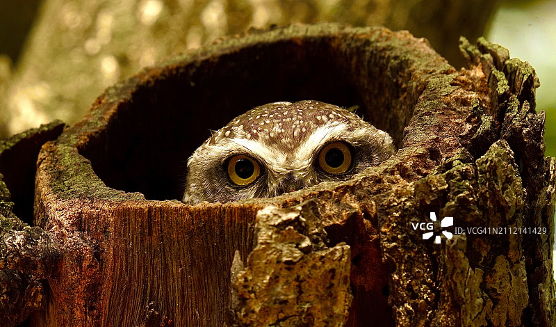 佐治亚州萨凡纳猫头鹰特写肖像图片素材