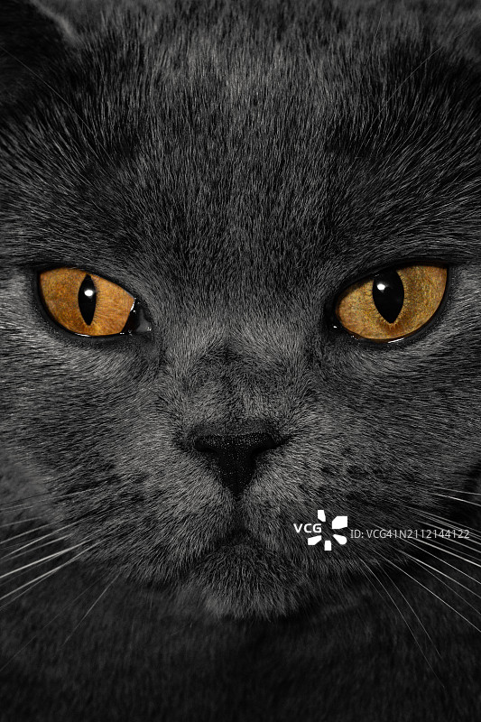 德国孔茨猫肖像特写图片素材