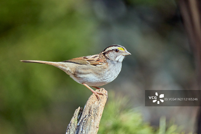 White-throated麻雀图片素材