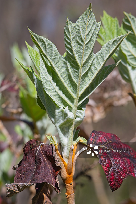 大叶绣球花图片素材