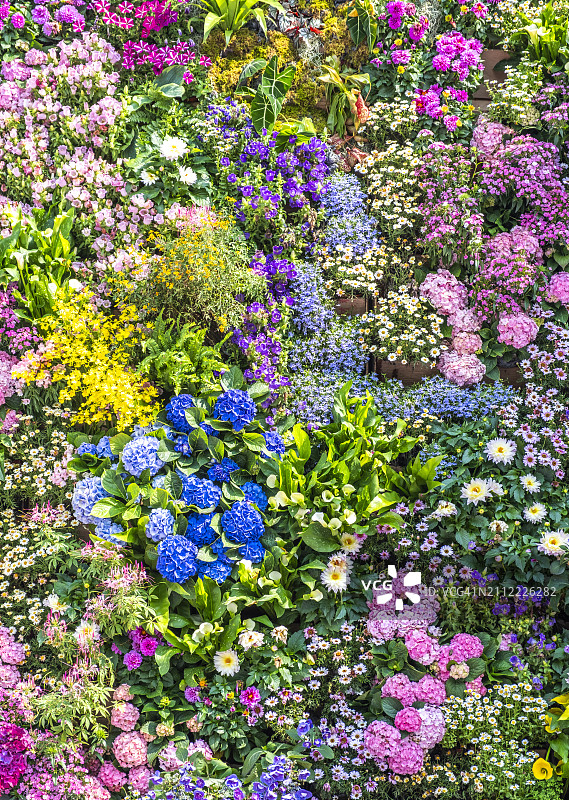 五颜六色的鲜花图片素材