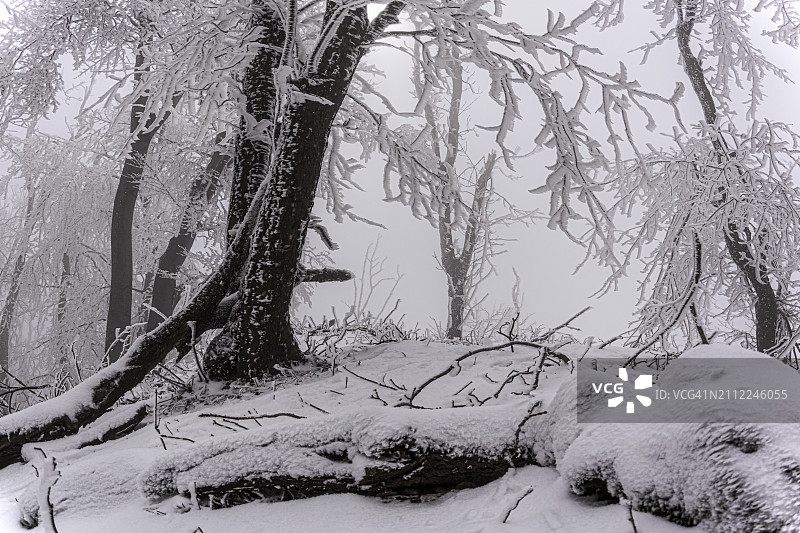 白雪覆盖的田野上的树木图片素材