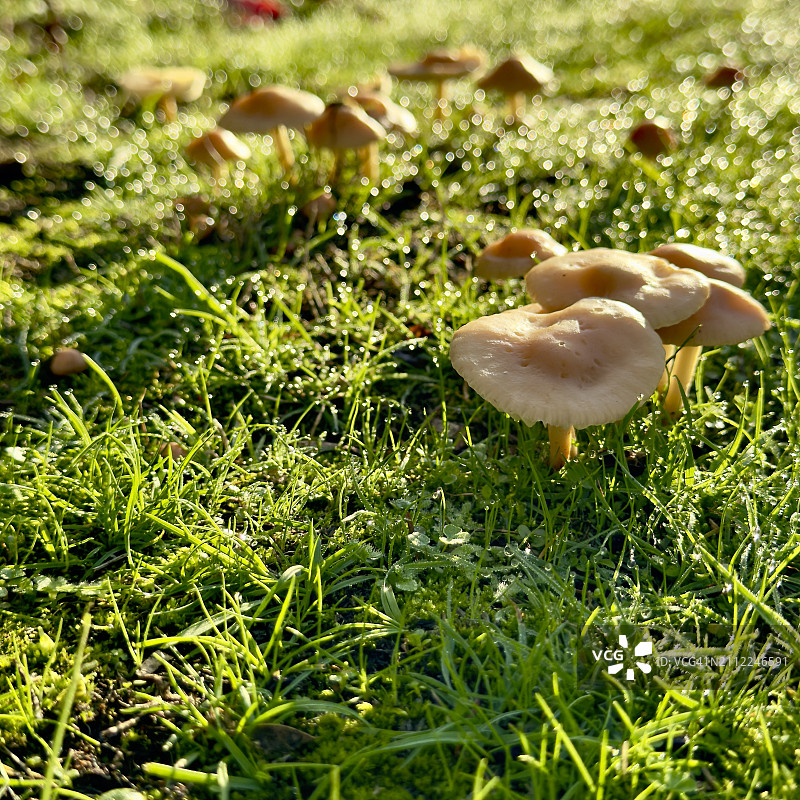 美国华盛顿州柯克兰田野上生长的蘑菇特写图片素材