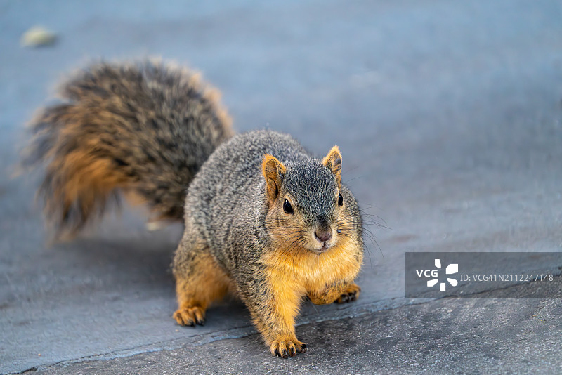 灰色美洲红松鼠在人行道上的特写，美国加利福尼亚州图片素材