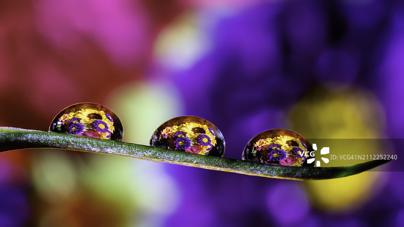 美国德克萨斯州威利斯角紫花上的水滴特写图片素材