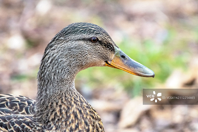 绿头鸭特写图片素材