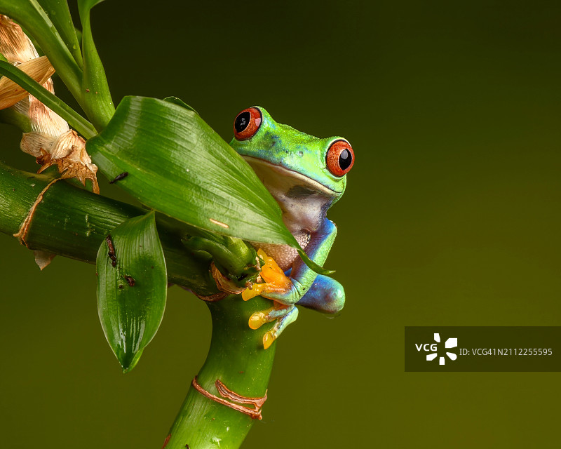 植物上的红色树叶特写图片素材