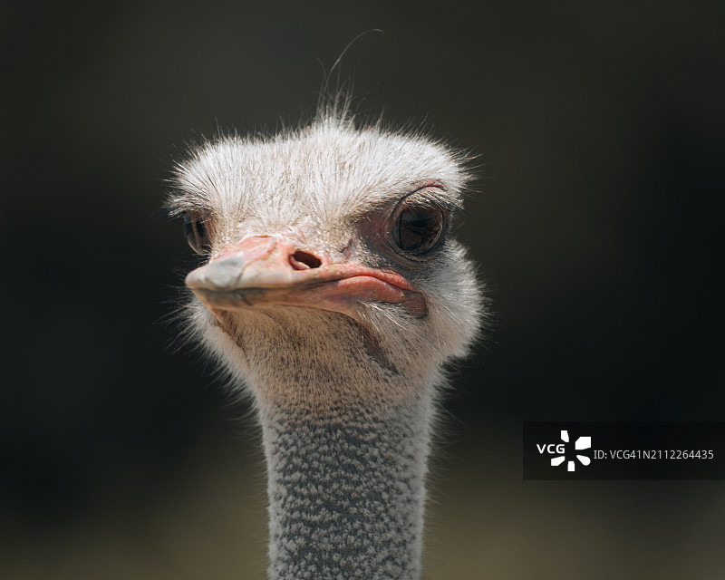 鸵鸟特写肖像，索尔万，加利福尼亚州，美国图片素材