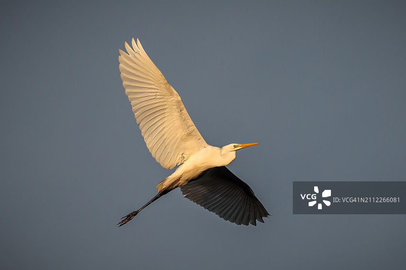 低角度仰望飞翔的白鹭图片素材