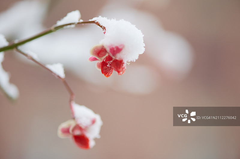 冰冻樱花特写图片素材