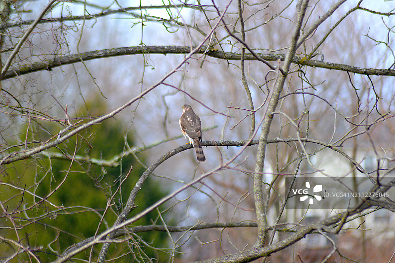 红尾鹰图片素材