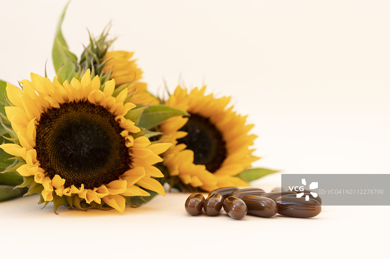 白色背景下的向日葵特写图片素材