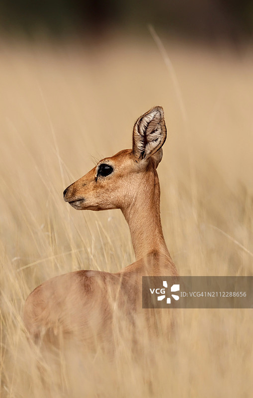 植物丛中站立的鹿侧视图图片素材