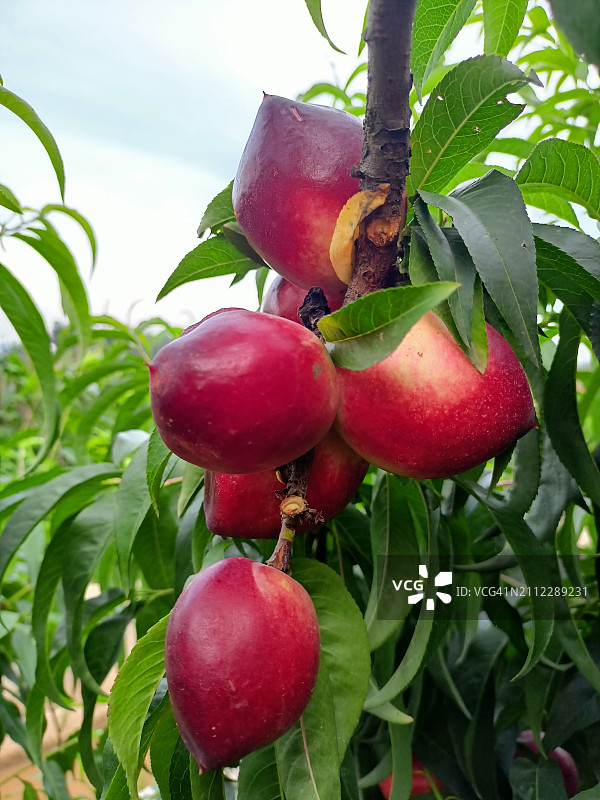 树上生长的苹果特写图片素材