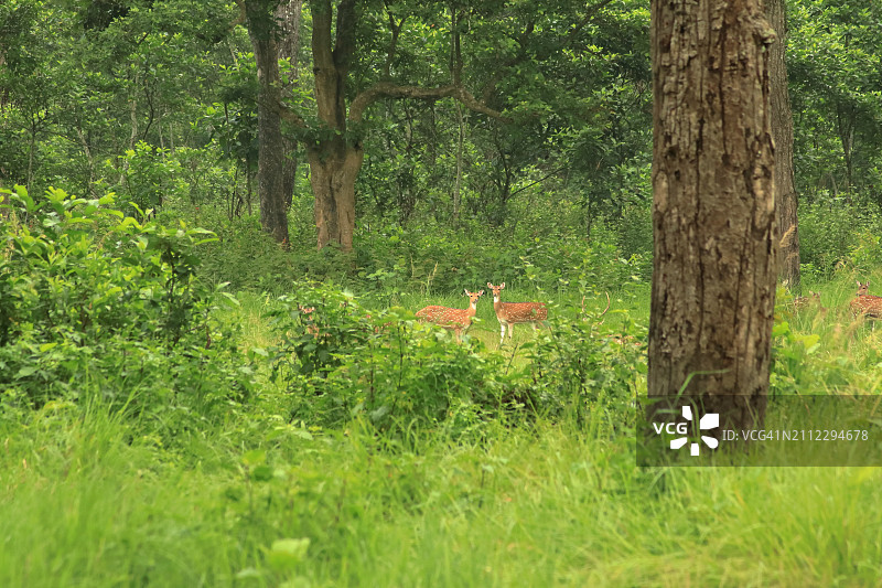 生长在森林中的树木图片素材