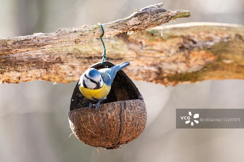 栖息在树上的蓝山雀特写，比利时特雷梅洛图片素材
